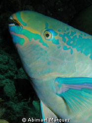 Stoplight Parrotfish, Bonaire 2008 by Abimael Márquez 